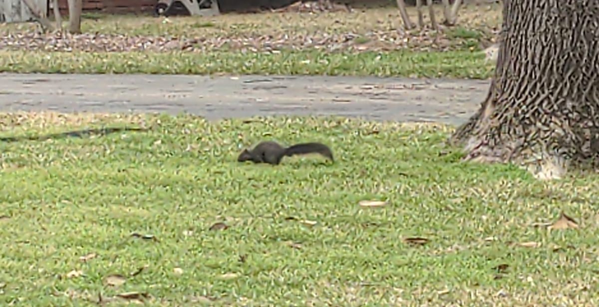 02/18/2025 - Squirrel!
